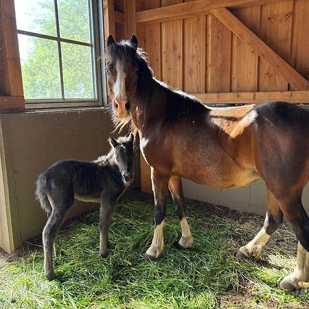 Mariengut - Natur Aparthotel Kramer Wagrain Dış mekan fotoğraf